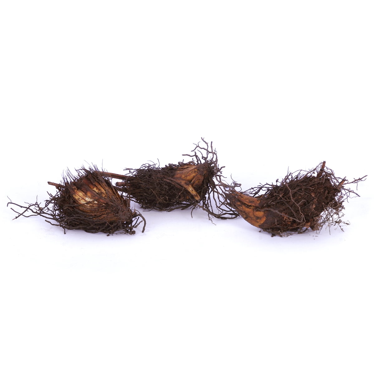 Van Zyverden Woodland Plant Cinnamon Fern 3 Plant Roots Multicolor Partial Shade Deer Resistant 1lb