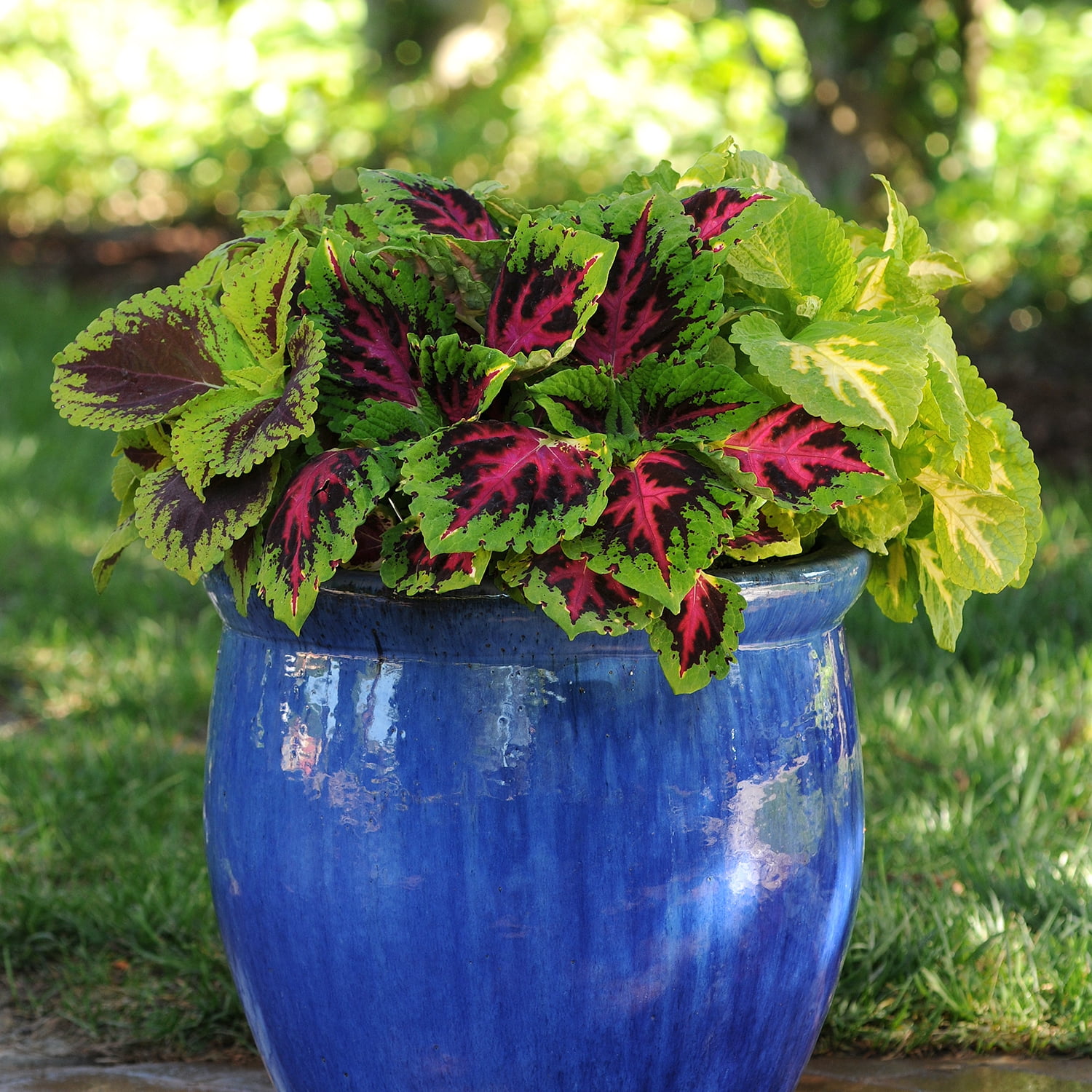Element 13" Red, Brown and Green Coleus Kong Jr Asst Live Plants Pot (4 Count)