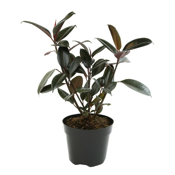 Ficus 'Burgundy' Rubber Tree Houseplant | 8in Grow Pot; Indirect Light | Element by Altman Plants