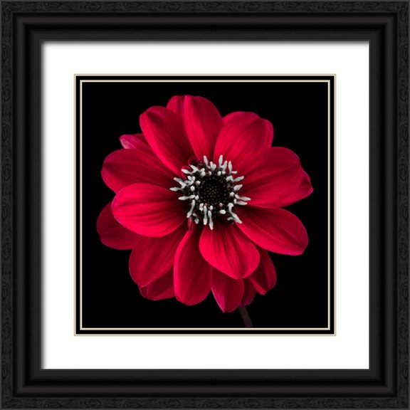 Frank, Assaf 15x15 Black Ornate Wood Framed with Double Matting Museum Art Print Titled - AF20110818 Dahlia 022C23