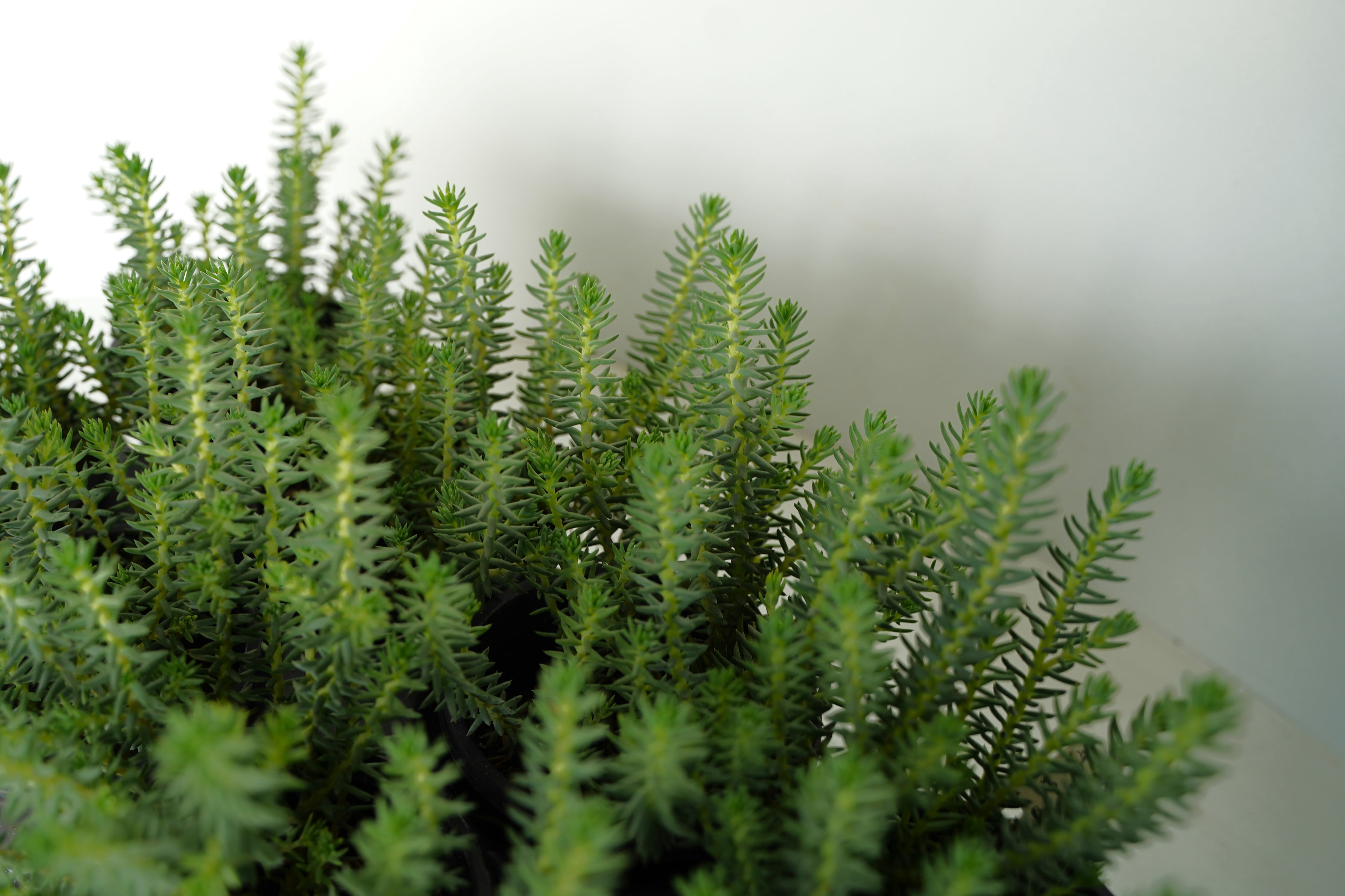 Expert Gardener Sedum Blue Green Spruce Perennial Plants Live Outdoor Spring, 1 PT