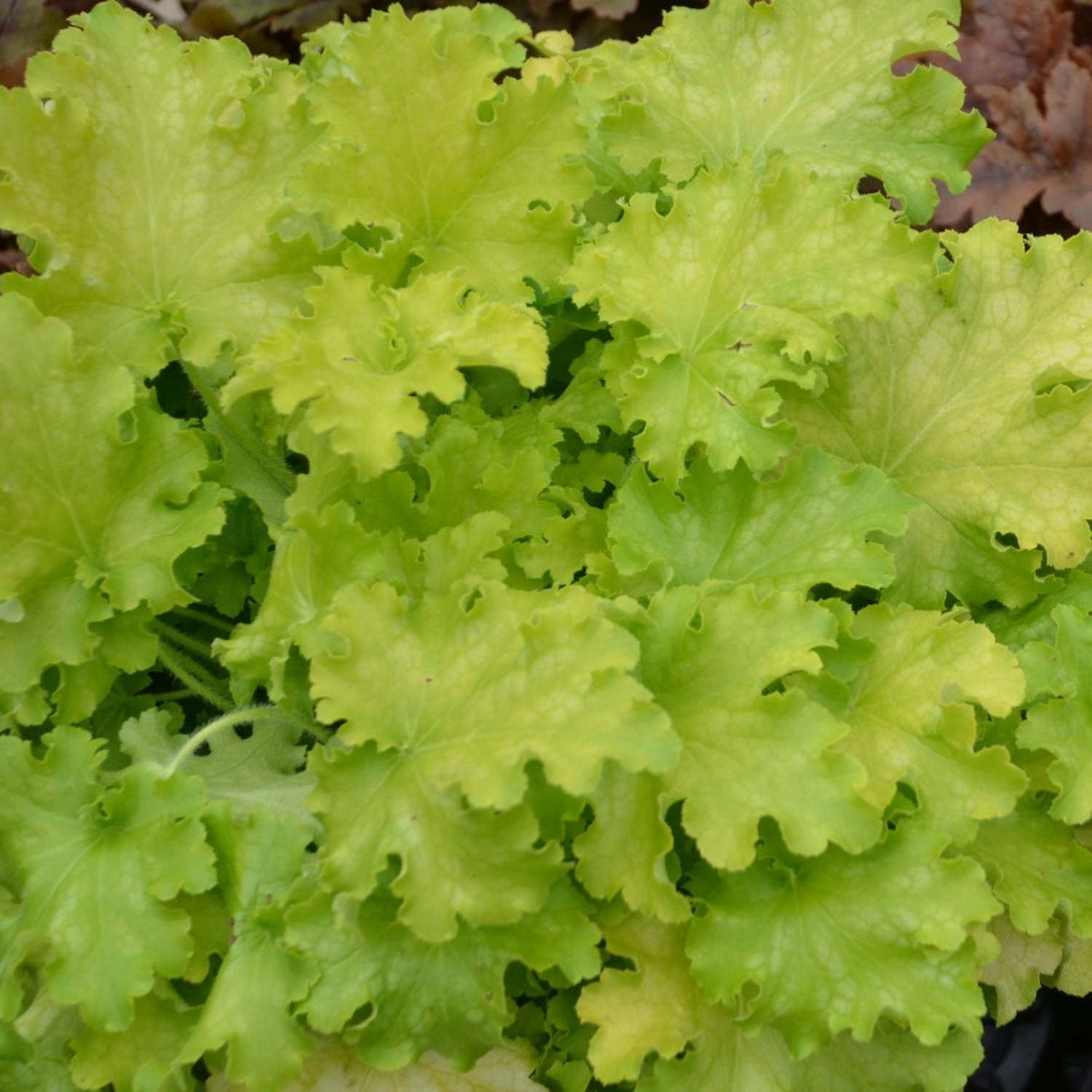 Proven Winners 6" Yellow Dolce 'Apple Twist' Coral Bells Live Plant in 6.5" Pot