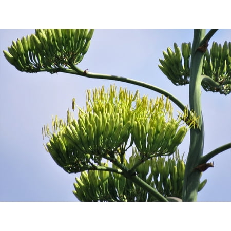 - Framed Art For Your Wall Century Plant Blooms Succulent Cactus 10x13 Frame