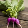 thumbnail image 2 of TomorrowSeeds - Purple Plum Radish Seeds - 600+ Count - For 2026 Planting Raphanus Sativus Purple, 2 of 11