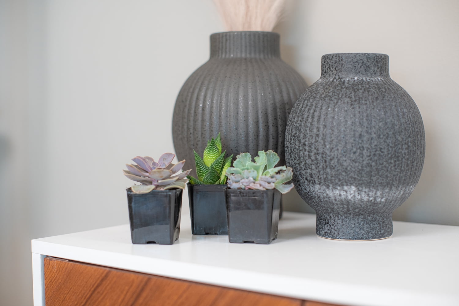 Desert Escape Live Indoor Plant 7in Tall Green Cacti and Succulent in 2.5in  Grower Pot - Walmart.com