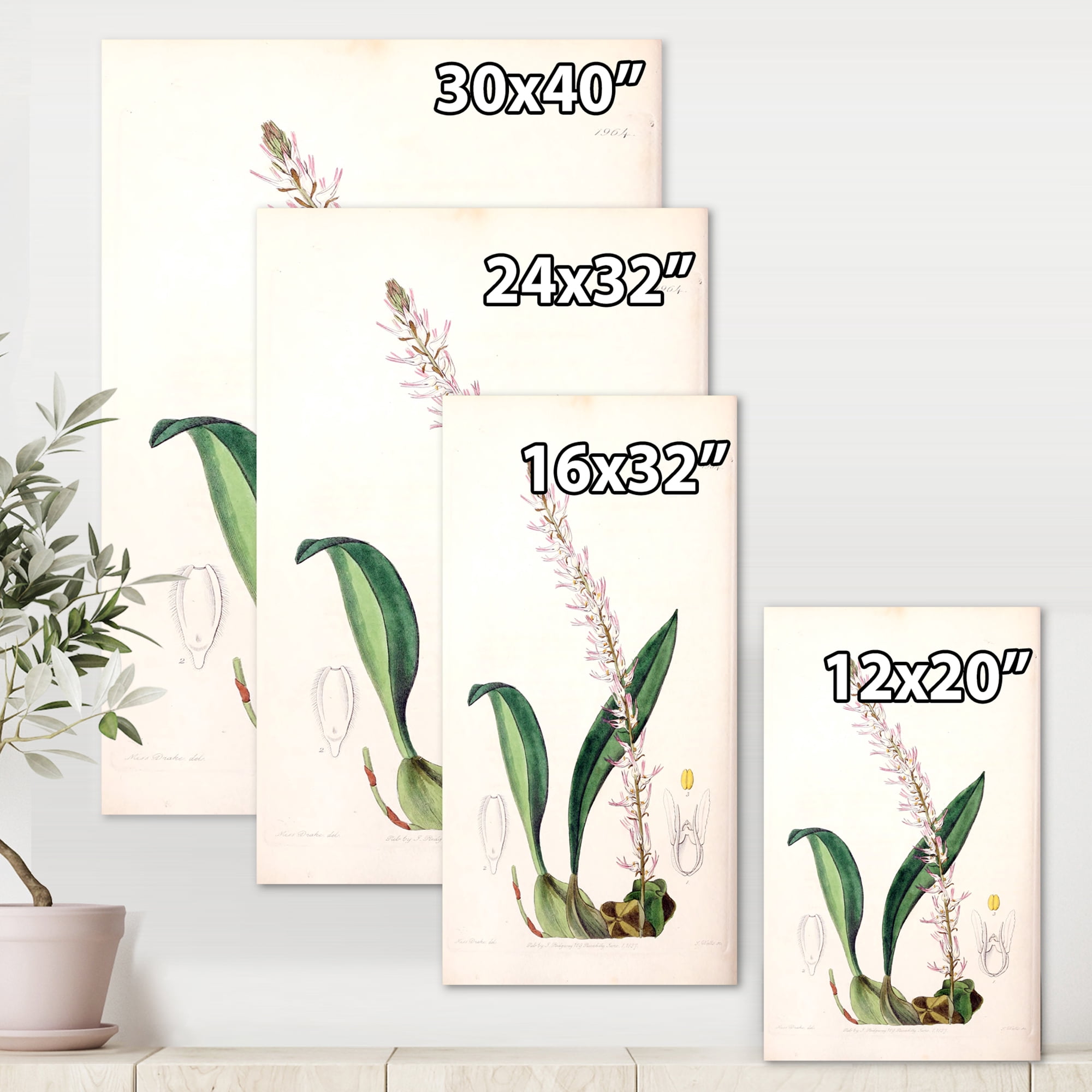 Designart ' Ancient London Plants V ' Traditional Canvas Wall Art Print