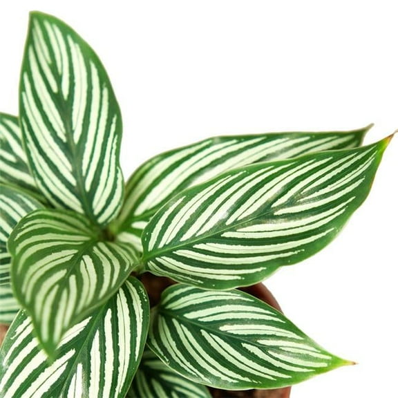 4-CALATHEA-VITTATA 4 in. Calathea Vittata Pot