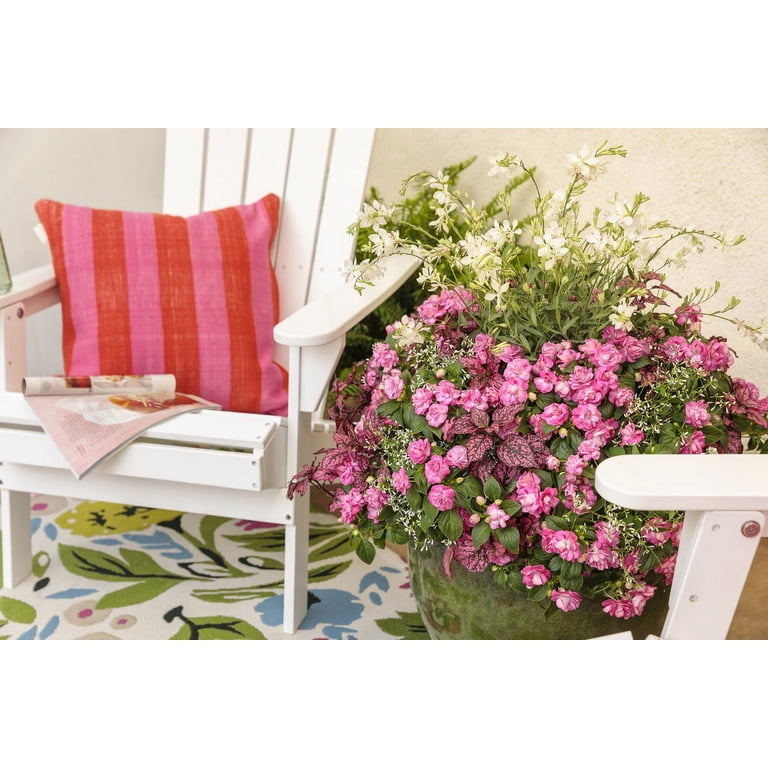 Proven Winners Gloria Rose Combo Hanging Basket, Multicolor Annual