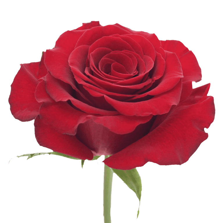 100 Assorted Red Roses- Beautiful Fresh Cut Flowers- Express Delivery 