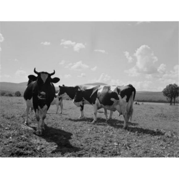 Posterazzi SAL255424003 USA New Hampshire Lancaster Holstein Cows on Pasture Poster Print - 18 x 24 in.