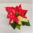 thumbnail image 6 of Jingle Bells Poinsettia Plant Live for Planting, Christmas Poinsettia Flowers Plant for Holiday Christmas Gift, Decoration Houseplant 4-7" in Tall, No Pot, 6 of 8
