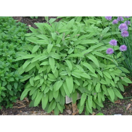 Garden Sage Herb Plant- Non GMO- Two (2) Live Plants - Not Seeds -Each 4