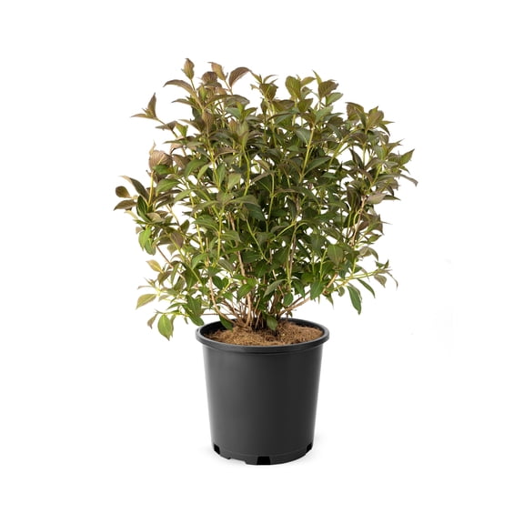 2 Gallon Victoria Weigela Shrub