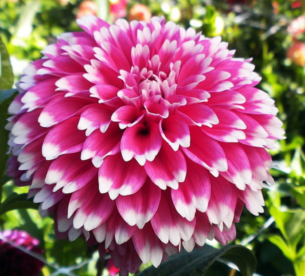 Fuzzy Wuzzy Decorative Dahlia - Bright Pink Flowers White Tips - #1 ...