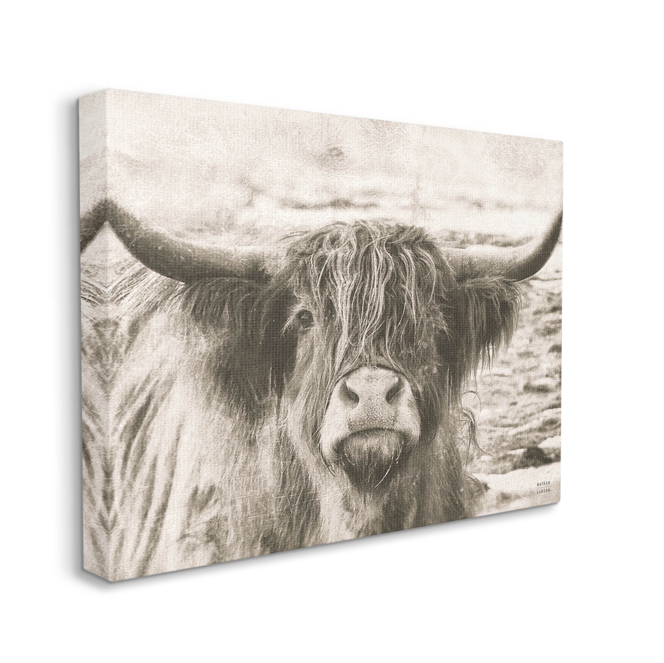 Stupell Industries Highland Cattle Cow Gazing Photography Photograph Gallery Wrapped Canvas Print Wall Art, Design by Nathan Larson