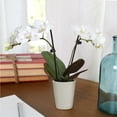thumbnail image 4 of (2 pack) Just Add Ice Live Indoor Plant 6-10" Tall Mini White Orchid in 2.5" Decorative Clay Pot, 4 of 11