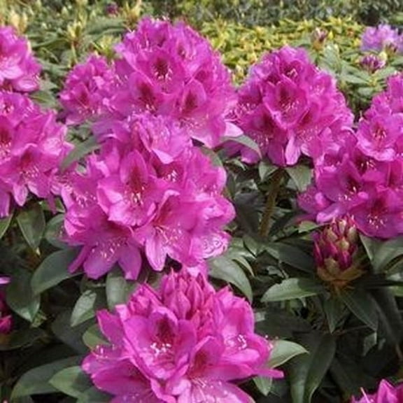 Anah Kruschke Rhododendron Live Plant 12-18" in Height in a #3 Container