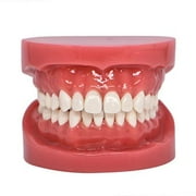 Dental Typodont Standard Teeth Model for Teaching Practice Demonstration Flossing Model for Adult Flesh Pink(1 Piece)