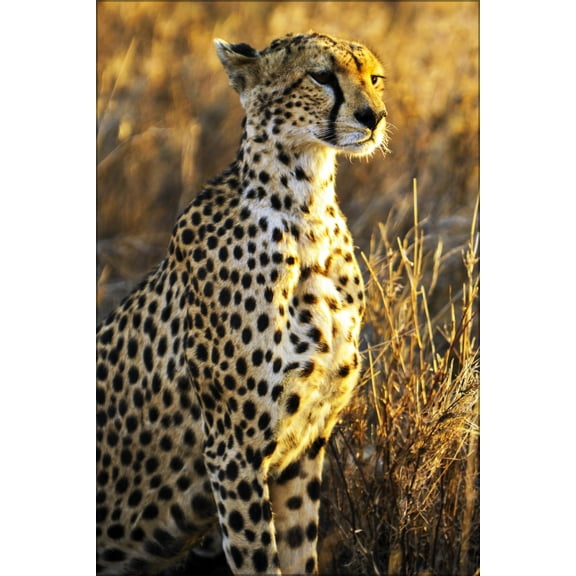 24"x36" Gallery Poster, cheetah, Serengeti National Park in Tanzania