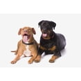 thumbnail image 2 of A Pitbull And A Rotweiller On A White Studio Background; St. Albert  Alberta  Canada Poster Print, 2 of 2