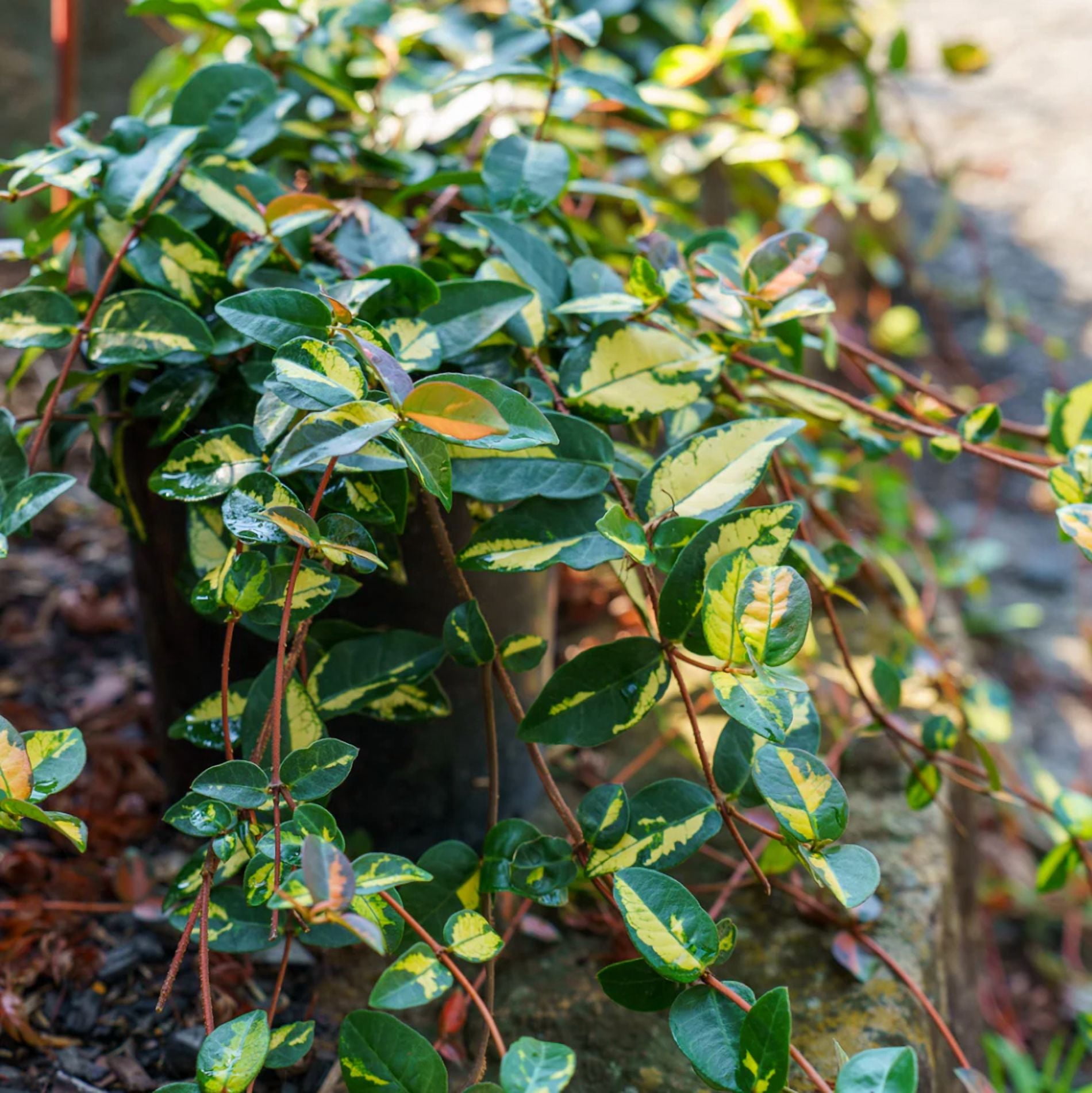 Summer Sunset Jasmine Plant Live for Planting, Trachelospermum Asiaticum - Colorful Groundcover Vine, 3-5 Inch Tall