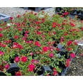 Red Drift® Groundcover Rose Live Plant ( 1 QT ) Ground Cover Rose