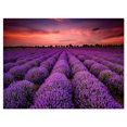 thumbnail image 2 of Red Sunset Over Lavender Field - Extra Large Wall Art Landscape, 2 of 3