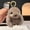 Gray, variant on 4.3" Soft Plush Bunny Keychain, Cute Fa-ux Re--x Rabbit Fur Rabbit Figurine, Mini Fluffy Animal Bag Charm for Backpack, Kawaii Purse Pendant & Car Key Accessory