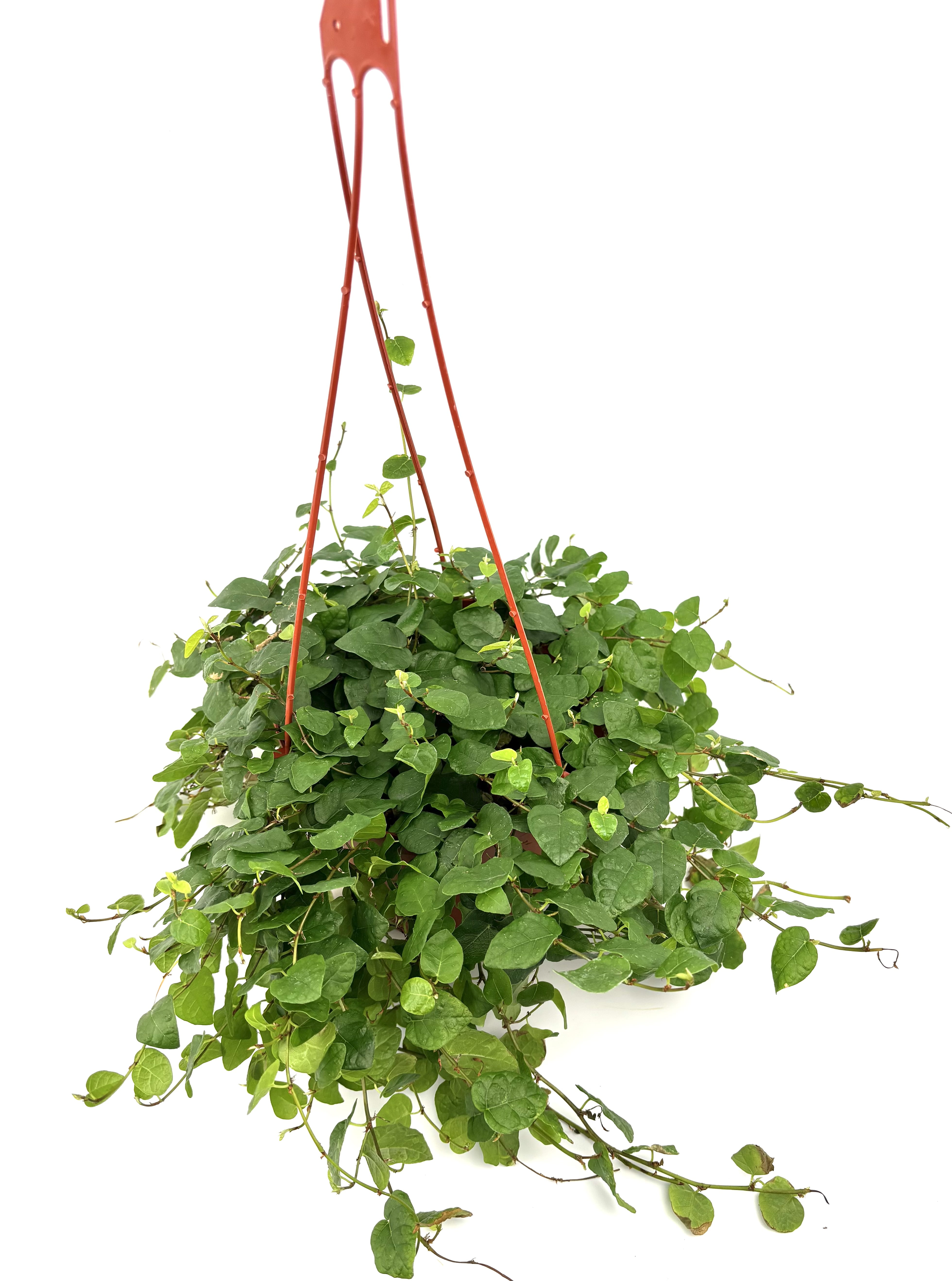 Creeping Fig Ficus Pumila Live Plants in 6" Hanging Planter, Easy to Keep, Air Purifying