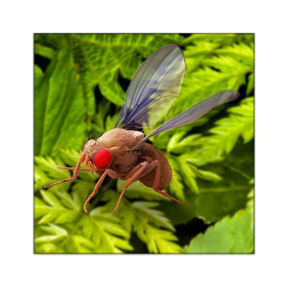 CafePress - Fruit Fly, SEM Square Sticker 3 X 3 - Square Sticker 3" x 3"