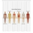 thumbnail image 3 of Ambesonne Anatomy Shower Curtain, Skeleton System, 69"Wx84"L, Multicolor, 3 of 3