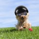thumbnail image 5 of fotos: Ensemble Casque + Lunettes Casque Et Lunettes Pour Animaux De Compagnie Casque De Moto Et Lunettes De Soleil Pour Petit Chien Casque Pour An, 5 of 5