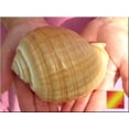 thumbnail image 3 of Florida Shells and Gifts Giant Tonna Olearia Seashell Coastal Decorating (8") Art Crafts, 3 of 3