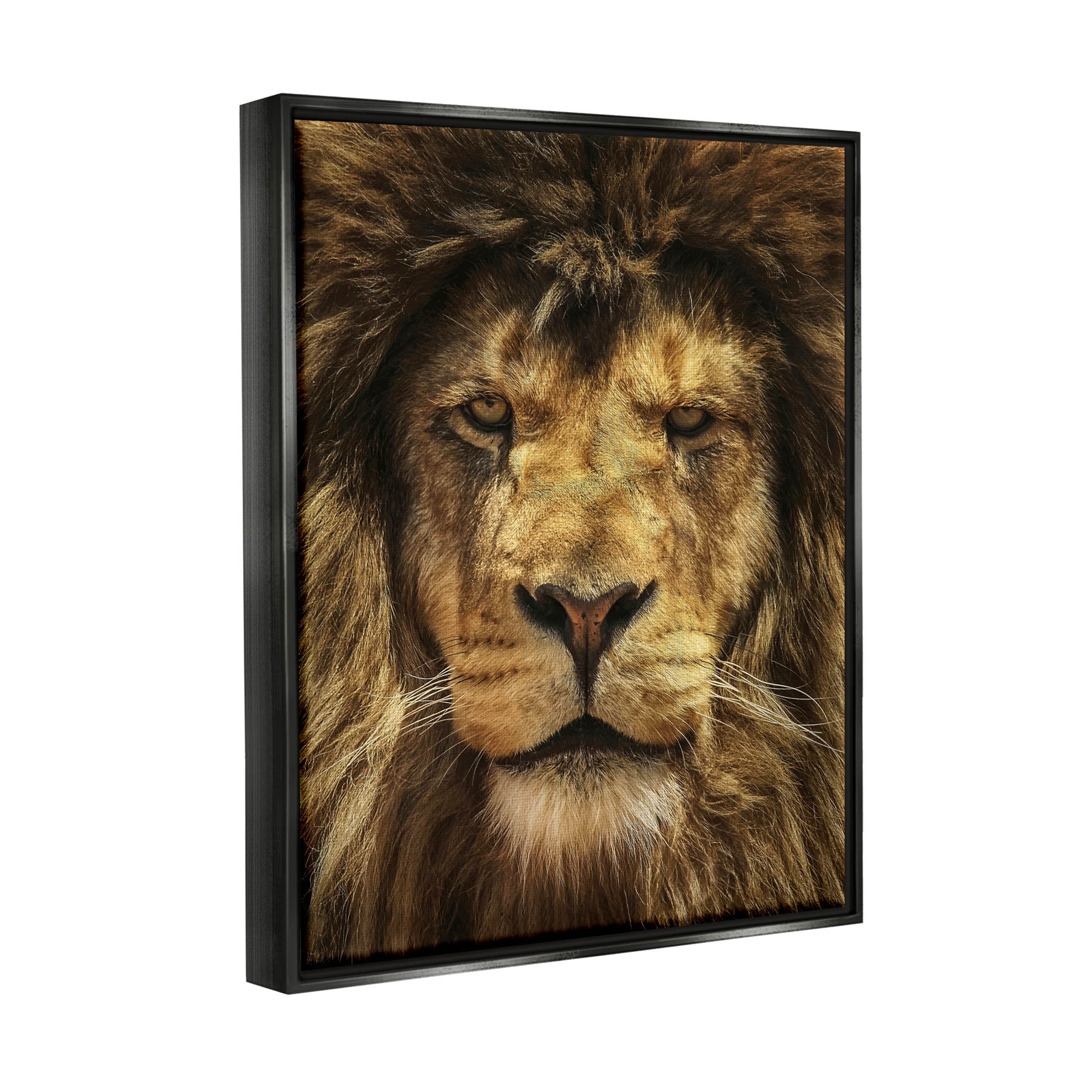 Stupell Industries Close Up Lion Portrait Photograph Jet Black Floating Framed Canvas Print Wall Art, Design by Carrie Ann Grippo-Pike