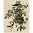 thumbnail image 3 of Vintage Apple Collection 15x18 Black Modern Framed Museum Art Print Titled - Blue Grosbeak, 3 of 5