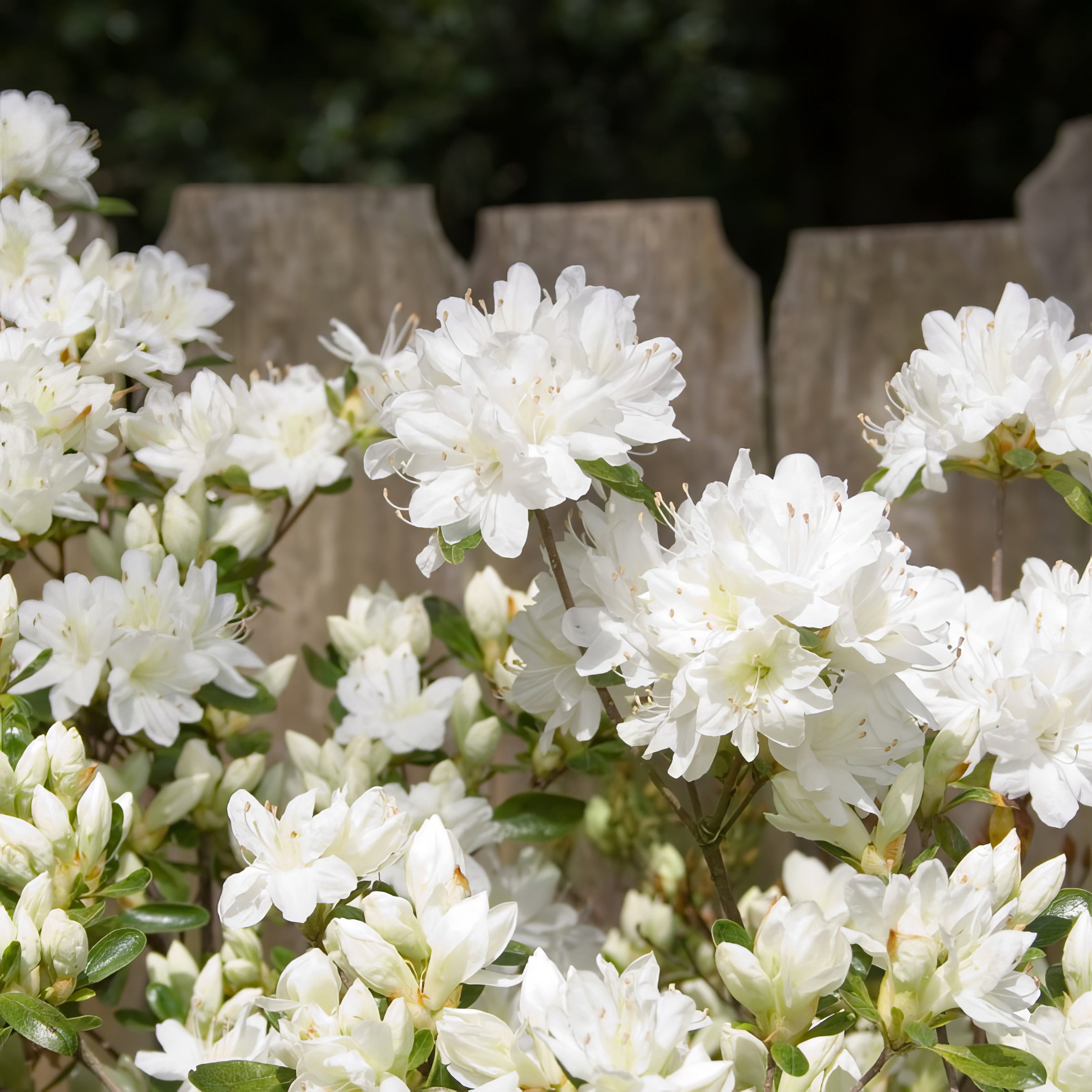 3 gal Azalea Delaware Valley White Live Shrub with Partial Shade