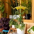 thumbnail image 4 of Sombrilla para plantas de exterior, toldo de protección solar con estaca, decoración para macetas, balcones, jardines, porches, césped exterior., 4 of 8