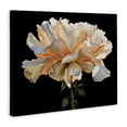 thumbnail image 2 of Stupell Industries Cottage Delicate Carnation Petals over Black Canvas Art, 30 x 24, by Liz Jardine, 2 of 7