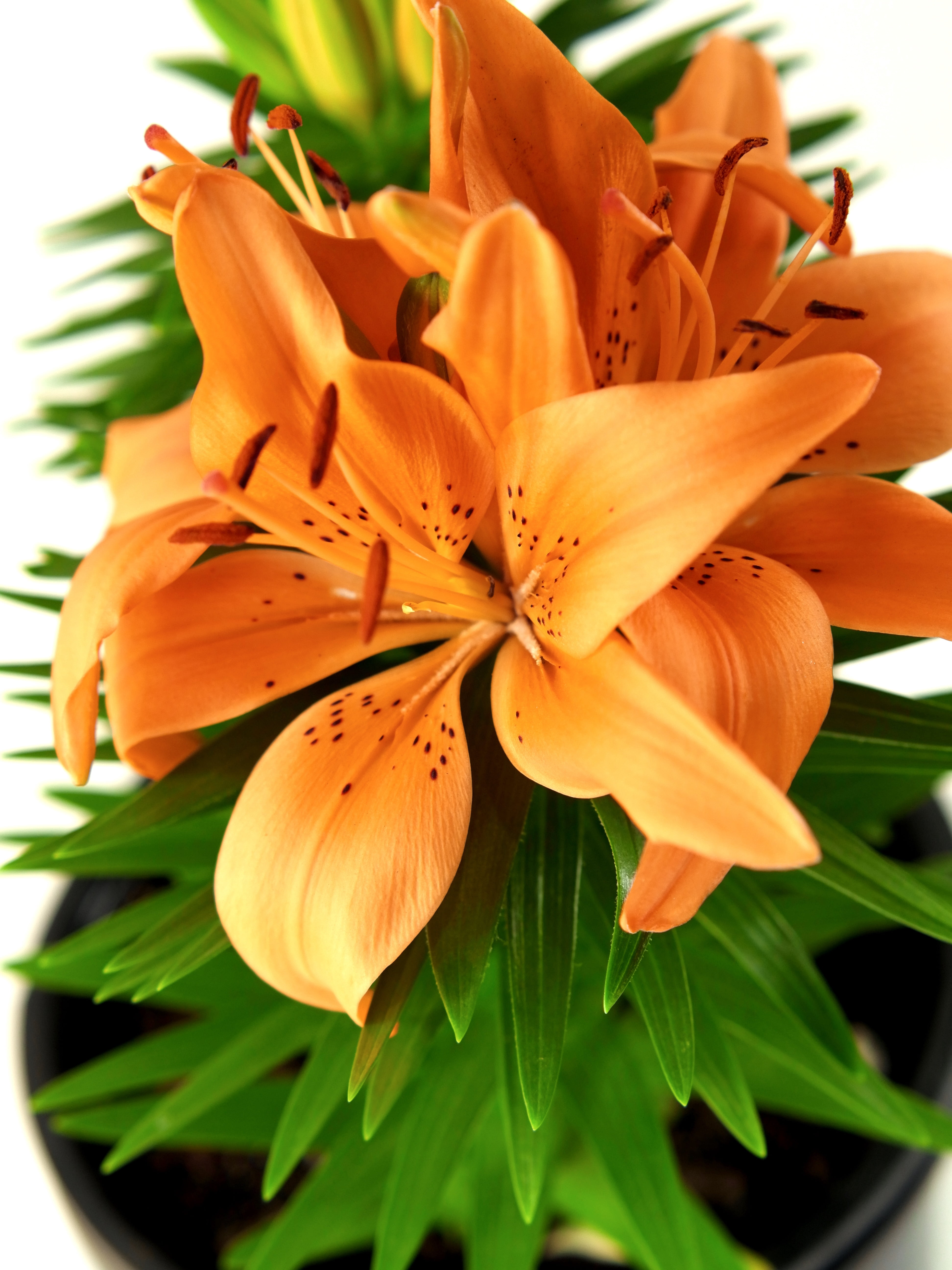 lily⭐︎ Expert Gardener Outdoor Live Plant Asiatic Lily Tiny Invader