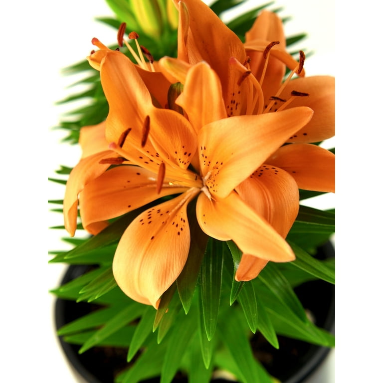 Expert Gardener Outdoor Live Plant Asiatic Lily Tiny Invader