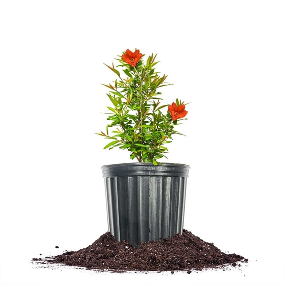 Cold Hardy Russian Pomegranate