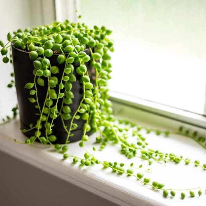 String of Pearls Indoor Succulent Plant Live – 4 Inch Plastic Pot