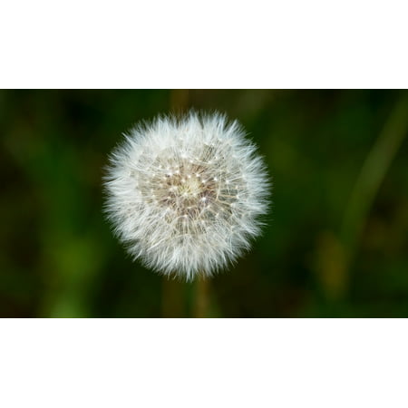 Canvas Print Plant Seed Fluffy Puff Dandelion Flower Puffball Stretched Canvas 10 x