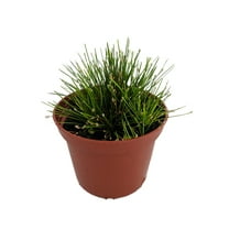 Mini Fiber Optic Grass - Isolepis/Scirpus cernuus - Fairy Garden Plant -2.5" Pot
