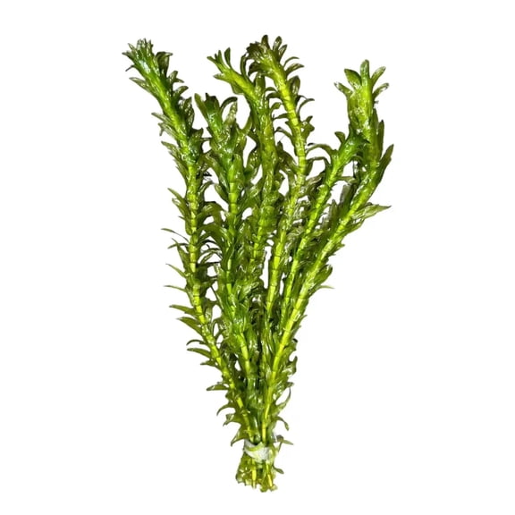Anacharis (Egeria Densa) Buy3get1free | Live Aquarium Plants