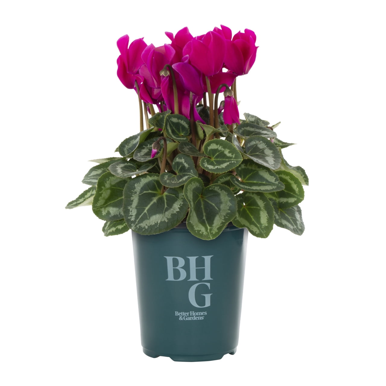 Better Homes & Gardens 1.5PT Purple Cyclamen Live Annual Plant Sun 5-Pack