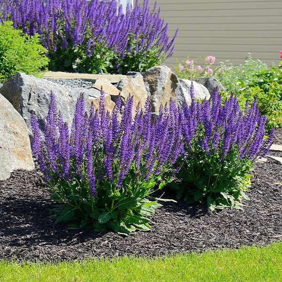 Brighter Blooms - May Night Salvia, 1 Gal. - No Shipping To AK, AZ, HI