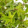 thumbnail image 2 of Southern Living 3 Gallon Green Abelia Miss Lemon Live Shrub with Grower Pot, 2 of 5