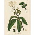 thumbnail image 2 of Silva, John 12x14 White Modern Wood Framed Museum Art Print Titled - Round fruited Honeyberry, 2 of 4
