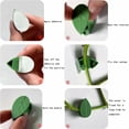thumbnail image 4 of Clips para plantas de fijación de plantas trepadoras, clips de fijación de soporte autoadhesivos para decoración del hogar, plantas trepadoras, 50 unidades, 4 of 5